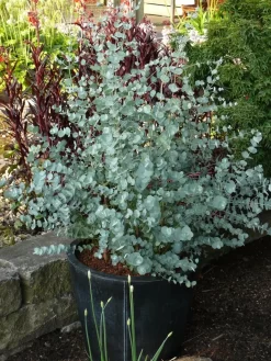 Winterharde Eucalyptus (Eucalyptus Gunnii 'Azura') -Tuinplanten Winkel eucalyptus azura toepassing kopie