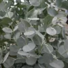 Winterharde Eucalyptus (Eucalyptus Gunnii 'Azura')