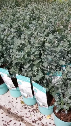 Winterharde Eucalyptus (Eucalyptus Gunnii 'Azura') -Tuinplanten Winkel eucalyptusazura02