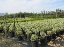 Kardinaalshoed Als Bol (Euonymus Japonicus 'Bravo') -Tuinplanten Winkel euonymus japonicus bravo 2 1