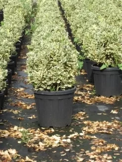 Kardinaalshoed Als Bol (Euonymus Japonicus 'Bravo') -Tuinplanten Winkel euonymus japonicus bravo 1