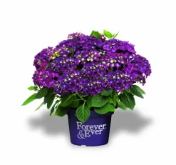 Hortensia Paars (Hydrangea 'Forever&Ever') 5 Hortensia Paars (Hydrangea 'Forever&Ever') -Tuinplanten Winkel f e packshot purple rgb