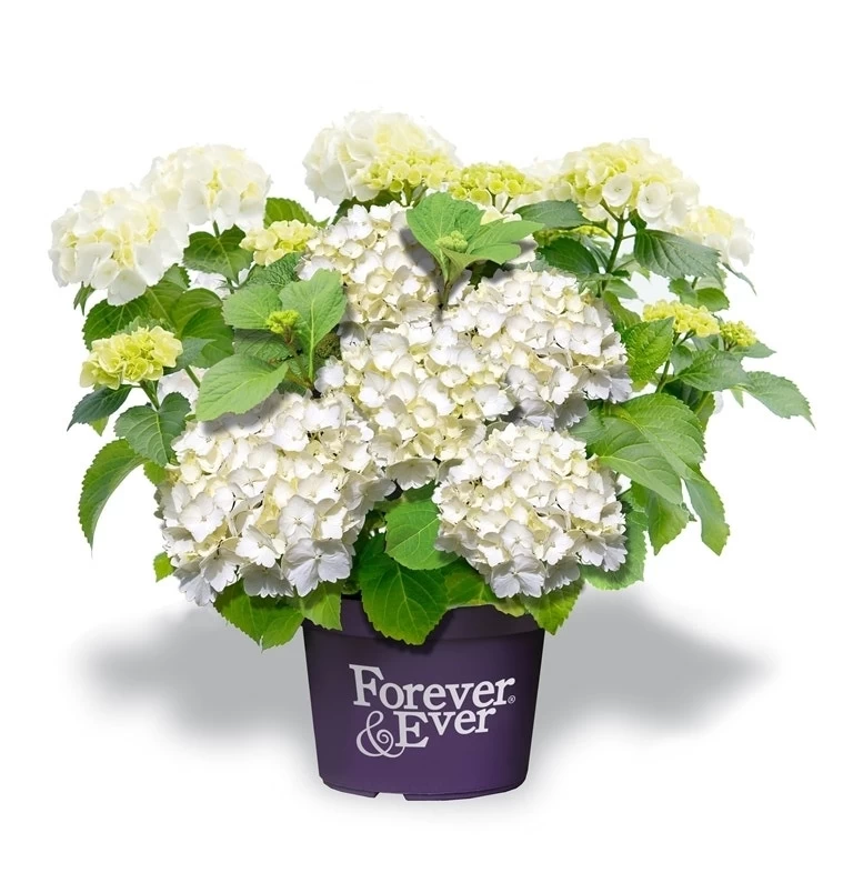 Hortensia Wit (Hydrangea 'Forever&Ever') 1 Hortensia Wit (Hydrangea 'Forever&Ever')