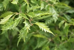 Varenbeuk (Fagus Syvatica 'Asplenifolia' ) 11 Varenbeuk (Fagus Syvatica 'Asplenifolia' ) -Tuinplanten Winkel fagus syl. aspleniifolia 1