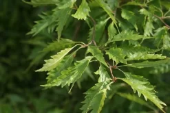 Varenbeuk (Fagus Syvatica 'Asplenifolia' ) 9 Varenbeuk (Fagus Syvatica 'Asplenifolia' ) -Tuinplanten Winkel fagus syl. aspleniifolia 2