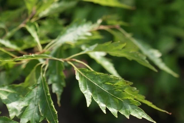 Varenbeuk (Fagus Syvatica 'Asplenifolia' ) 5 Varenbeuk (Fagus Syvatica 'Asplenifolia' ) - Afbeelding 5