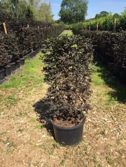Rode Beukenhaag Als Haagelement (Fagus Sylvatica 'Atropunicea') -Tuinplanten Winkel fagus syl. atropunicea 100x45x45cm pot