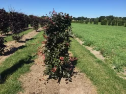 Rode Beukenhaag Als Haagelement (Fagus Sylvatica 'Atropunicea') -Tuinplanten Winkel fagus syl. atropunicea 125 x 50 x 50 cm drkl haagelement 1