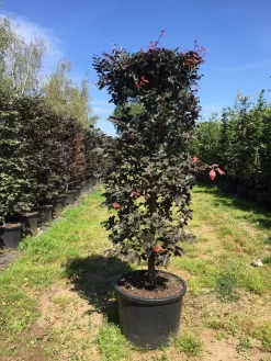 Rode Beukenhaag Als Haagelement (Fagus Sylvatica 'Atropunicea') -Tuinplanten Winkel fagus syl. atropunicea 125x45x45 pot