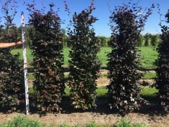 Rode Beukenhaag Als Haagelement (Fagus Sylvatica 'Atropunicea') -Tuinplanten Winkel fagus syl. atropunicea 200 x 50 x 50 cm drkl haagelement 1