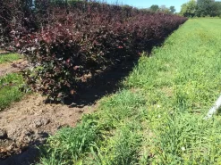 Rode Beukenhaag Als Haagelement (Fagus Sylvatica 'Atropunicea') -Tuinplanten Winkel fagus syl. atropunicea 80 x 50 x 50 cm drkl haagelement 1
