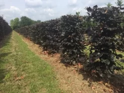Rode Beukenhaag Als Haagelement (Fagus Sylvatica 'Atropunicea') -Tuinplanten Winkel fagus sylv. atropunicea h125x50x50cm