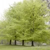 Beukenboom (Fagus Sylvatica)