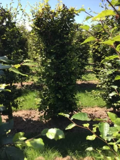 Beukenhaag Als Haagelement (Fagus Sylvatica) -Tuinplanten Winkel fagus sylvatica 200 x 50 x 50 cm drkl haagelement
