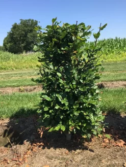 Beukenhaag Als Haagelement (Fagus Sylvatica) -Tuinplanten Winkel fagus sylvatica 80 x 50 x 50 cm drkl haagelement