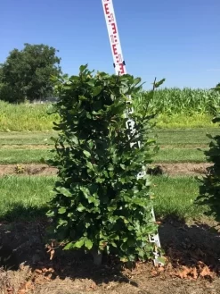 Beukenhaag Als Haagelement (Fagus Sylvatica) -Tuinplanten Winkel fagus sylvatica h100x50x50 cm 2