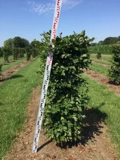 Beukenhaag Als Haagelement (Fagus Sylvatica) -Tuinplanten Winkel fagus sylvatica h125x50x50 cm 2