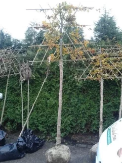 Groene Beuk Als Leiboom (Fagus Sylvatica) -Tuinplanten Winkel fagus sylvatica lei