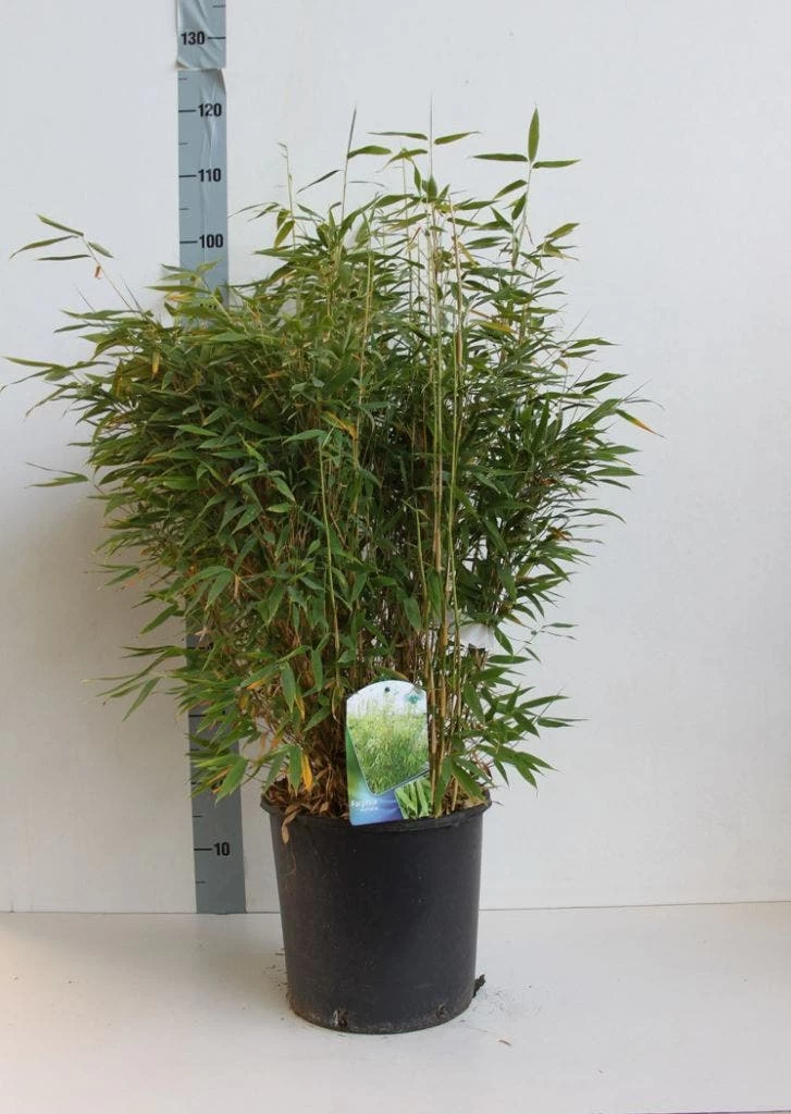 Niet Woekerende Bamboe (Fargesia Murieliae) - Afbeelding 2