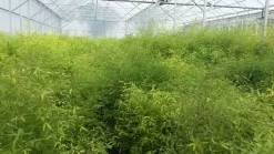 Bamboe (Fargesia Rufa) 25 Bamboe (Fargesia Rufa) -Tuinplanten Winkel fargesia 1