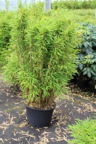 Niet Woekerende Bamboe (Fargesia Robusta) 13 Niet Woekerende Bamboe (Fargesia Robusta) - Afbeelding 13