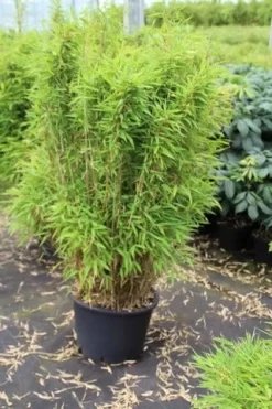Niet Woekerende Bamboe (Fargesia Robusta) -Tuinplanten Winkel fargesia 1