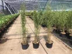 Niet Woekerende Bamboe (Fargesia 'Jiuzhaigou') -Tuinplanten Winkel fargesia 2 2