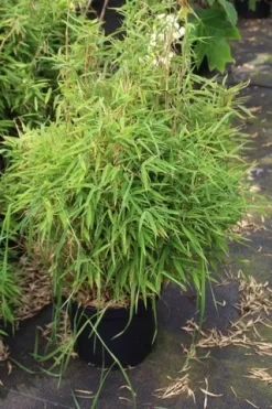 Niet Woekerende Bamboe (Fargesia Robusta) 26 Niet Woekerende Bamboe (Fargesia Robusta) -Tuinplanten Winkel fargesia 2 1