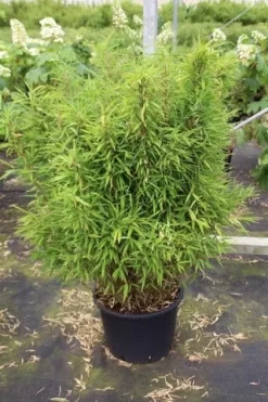 Niet Woekerende Bamboe (Fargesia Robusta) 29 Niet Woekerende Bamboe (Fargesia Robusta) -Tuinplanten Winkel fargesia 3 1