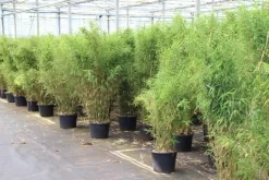 Niet Woekerende Bamboe (Fargesia Robusta) -Tuinplanten Winkel fargesia 5