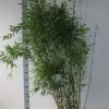 Niet-woekerende Bamboe (Fargesia Denudata)