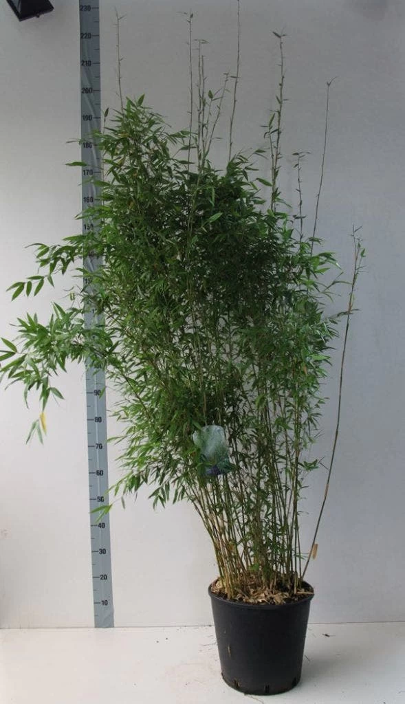 Niet-woekerende Bamboe (Fargesia Denudata) 1 Niet-woekerende Bamboe (Fargesia Denudata)