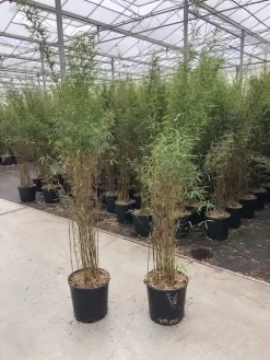 Niet Woekerende Bamboe (Fargesia 'Jiuzhaigou') -Tuinplanten Winkel fargesia jiu 2