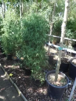 Niet Woekerende Bamboe (Fargesia 'Jiuzhaigou') 32 Niet Woekerende Bamboe (Fargesia 'Jiuzhaigou') -Tuinplanten Winkel fargesia jiu 125 150 c12 1