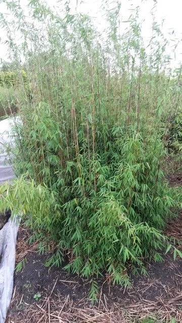 Niet Woekerende Bamboe (Fargesia 'Jiuzhaigou') 1 Niet Woekerende Bamboe (Fargesia 'Jiuzhaigou')