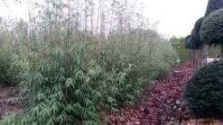 Niet Woekerende Bamboe (Fargesia 'Jiuzhaigou') 21 Niet Woekerende Bamboe (Fargesia 'Jiuzhaigou') -Tuinplanten Winkel fargesia jiuzaghou 4 1 1