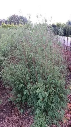 Niet Woekerende Bamboe (Fargesia 'Jiuzhaigou') -Tuinplanten Winkel fargesia jiuzaghou 4 2