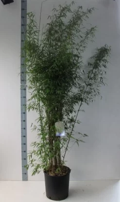 Niet Woekerende Bamboe (Fargesia 'Jiuzhaigou') -Tuinplanten Winkel fargesia juizhaigo 125 150 co. 18l kopie kopie 2