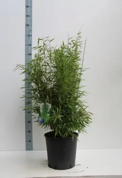Niet Woekerende Bamboe (Fargesia 'Dino') -Tuinplanten Winkel fargesia m. dino 80 100 cm co. 12l v kopie 1