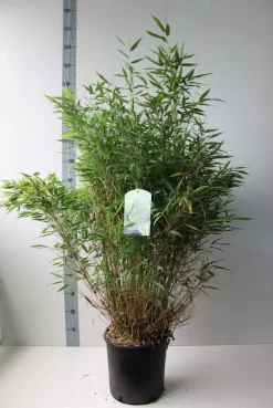Niet Woekerende Bamboe (Fargesia Murieliae 'Simba') -Tuinplanten Winkel fargesia m simba 80 100 cm co. 15 kopie