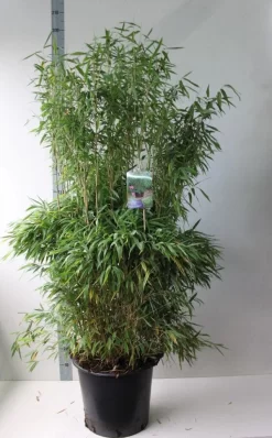 Niet Woekerende Bamboe (Fargesia Murieliae 'Jumbo') 16 Niet Woekerende Bamboe (Fargesia Murieliae 'Jumbo') -Tuinplanten Winkel fargesia m super jumbo 125 150 co. 30l kopie