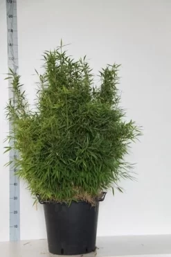 Niet Woekerende Bamboe (Fargesia Murieliae 'Bimbo') -Tuinplanten Winkel fargesia mur. bimbo 80 100 cm co. 30l