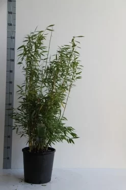 Niet Woekerende Bamboe (Fargesia 'Dino') 8 Niet Woekerende Bamboe (Fargesia 'Dino') -Tuinplanten Winkel fargesia mur. dino 80 100 cm co. 12l v