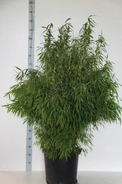 Niet Woekerende Bamboe (Fargesia Murieliae 'Jumbo') 17 Niet Woekerende Bamboe (Fargesia Murieliae 'Jumbo') -Tuinplanten Winkel fargesia mur. super jumbo 125 150 cm co.30l