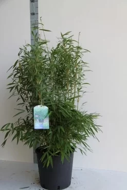 Niet Woekerende Bamboe (Fargesia Murieliae 'Jumbo') 15 Niet Woekerende Bamboe (Fargesia Murieliae 'Jumbo') -Tuinplanten Winkel fargesia mur. super jumbo 80 100 cm co. 12l