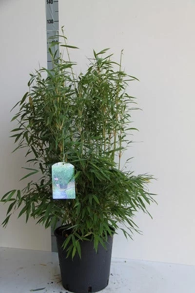 Niet Woekerende Bamboe (Fargesia Murieliae 'Jumbo') 5 Niet Woekerende Bamboe (Fargesia Murieliae 'Jumbo') - Afbeelding 5