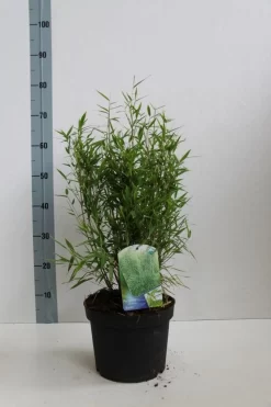 Niet Woekerende Bamboe (Fargesia Murieliae 'Bimbo') -Tuinplanten Winkel fargesia mur bimbo 40 60 co. 5l kopie