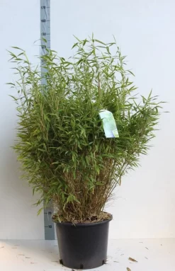 Niet Woekerende Bamboe (Fargesia Murieliae 'Bimbo') -Tuinplanten Winkel fargesia mur bimbo 80 100 cm co. 25l kopie