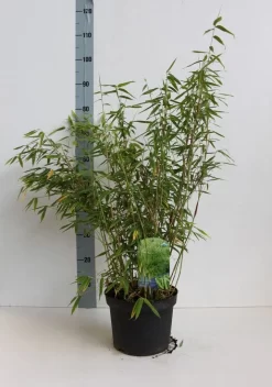 Niet Woekerende Bamboe (Fargesia Murieliae 'Simba') -Tuinplanten Winkel fargesia mur simba 50 60 cm co.5l kopie 1