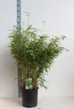 Niet Woekerende Bamboe (Fargesia Murieliae 'Jumbo') -Tuinplanten Winkel fargesia mur super jumbo 80 100 cm co. 12l. kopie 1